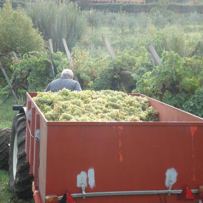 The autumnal ritual of harvesting grapes