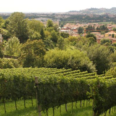 View of the Vineyard